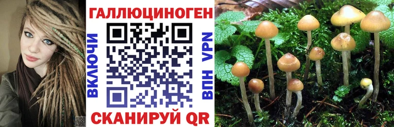 Псилоцибиновые грибы Psilocybe  Канск 